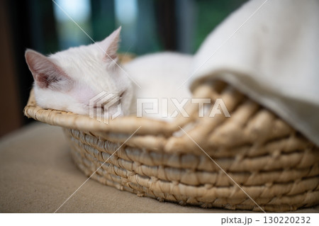窓際で昼寝をする白い猫 窓際で昼寝をする白い猫 130220232
