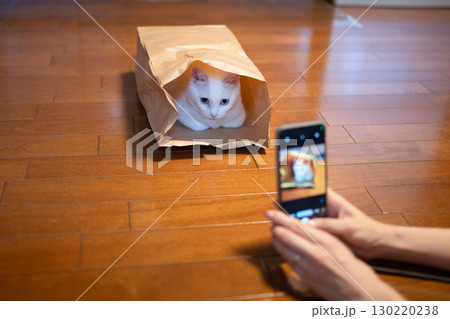 スマートフォンで猫の画像を撮影する女性の手元 130220238
