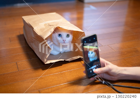 スマートフォンで猫の画像を撮影する女性の手元 スマートフォンで猫の画像を撮影する女性の手元 130220240