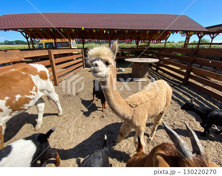 Portrait of a funny alpaca on a farm Portrait of a funny alpaca on a farm 130220270