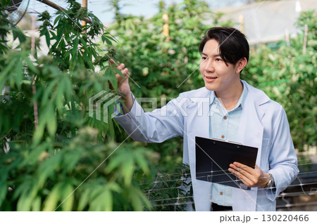 Examining cannabis plants for health and growth in a greenhouse setting. Examining cannabis plants for health and growth in a greenhouse setting. 130220466