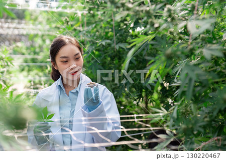 Examining cannabis plant samples by a scientist in a greenhouse environment. Examining cannabis plant samples by a scientist in a greenhouse environment. 130220467