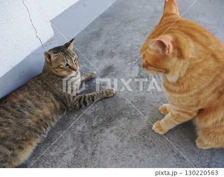 日陰で休む可愛い猫 日陰で休む可愛い猫 130220563