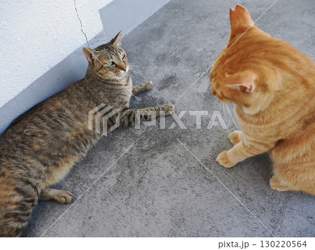 日陰で休む可愛い猫 日陰で休む可愛い猫 130220564