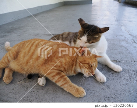 日陰で休む可愛い猫 130220565