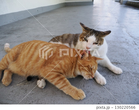 日陰で休む可愛い猫 130220566
