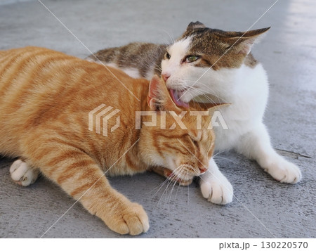 日陰で休む可愛い猫 130220570