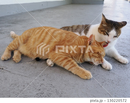 日陰で休む可愛い猫 日陰で休む可愛い猫 130220572