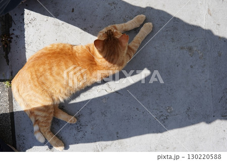 日陰で休む可愛い猫 日陰で休む可愛い猫 130220588