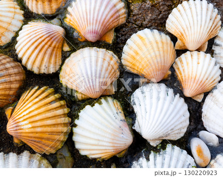 Close up view of vibrant seashells on a rocky surface Close up view of vibrant seashells on a rocky surface 130220923