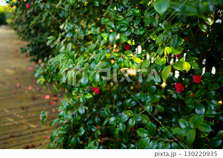 Camellia japonica. Vibrant green foliage and red flowers along a wooden pathway in a sunlit garden 130220935