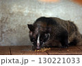 エサを食べるハクビシン 130221033