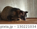 エサを食べているハクビシン 130221034