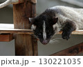 うつ伏せでカメラ目線のハクビシン 130221035