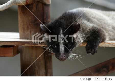 うつ伏せでカメラ目線のハクビシン うつ伏せでカメラ目線のハクビシン 130221035