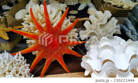 Big red starfish, corals and sea shells as souvenirs Big red starfish, corals and sea shells as souvenirs 130221444