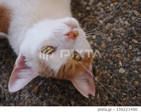 眠くてされるがままの可愛い猫 130221480