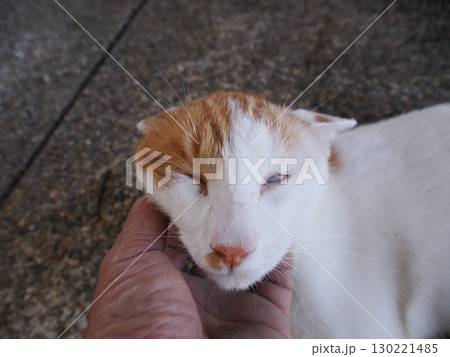眠くてされるがままの可愛い猫 眠くてされるがままの可愛い猫 130221485