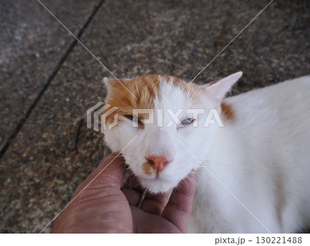 眠くてされるがままの可愛い猫 眠くてされるがままの可愛い猫 130221488
