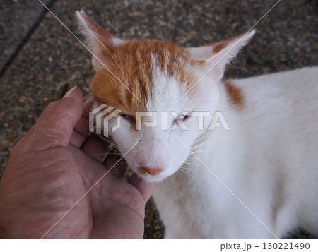 眠くてされるがままの可愛い猫 130221490