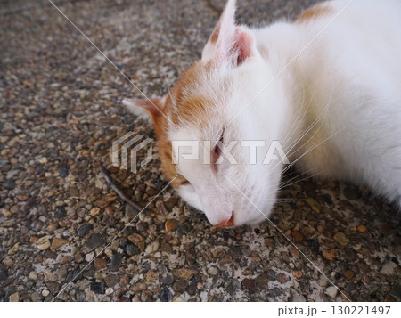 眠くてされるがままの可愛い猫 130221497