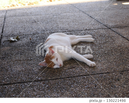 眠くてされるがままの可愛い猫 130221498