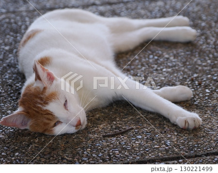 眠くてされるがままの可愛い猫 眠くてされるがままの可愛い猫 130221499
