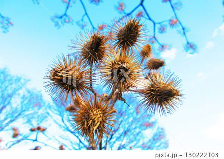 ゴボウの実のある風景 130222103