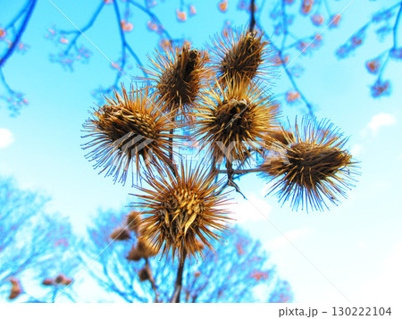 ゴボウの実のある風景 ゴボウの実のある風景 130222104