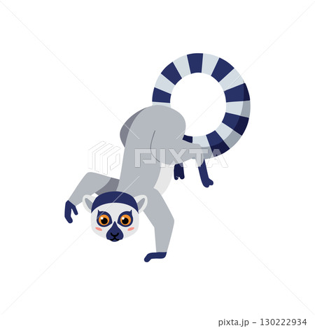 Lemur with striped tail standing on front legs vector illustration for wildlife design 130222934