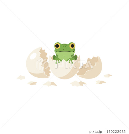 Frog Emerging from Cracked Eggshell Cute Green Amphibian Hatchling Vector Illustration Frog Emerging from Cracked Eggshell Cute Green Amphibian Hatchling Vector Illustration 130222983