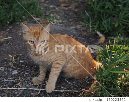 木陰で休む可愛い茶トラの子猫 130223522
