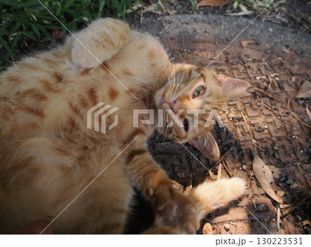木陰で休む可愛い茶トラの子猫 130223531