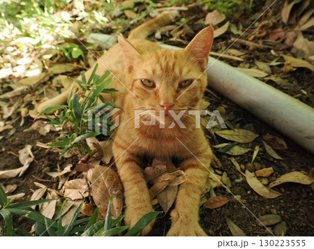 木陰で休む可愛い茶トラの子猫 130223555