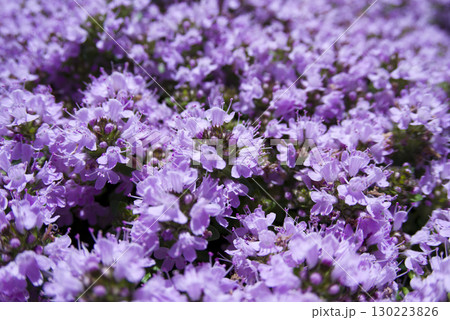 公園にタイム・ロンギカウリスの紫色の花が咲いています。学名はThyme herba-baromaです 130223826