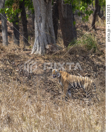 wild male bengal tiger or panthera tigris bandhavgarh national park madhya pradesh india. tiger walking or strolling for territory marking during winter season evening safari wild male bengal tiger or panthera tigris bandhavgarh national park madhya pradesh india. tiger walking or strolling for territory marking during winter season evening safari 130223835