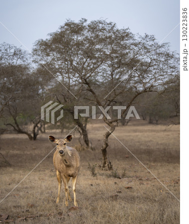 Wild alert female Sambar deer or Rusa unicolor closeup or portrait head on with eye contact in winter season safari at forest of india asia. largest deer of Indian subcontinent Wild alert female Sambar deer or Rusa unicolor closeup or portrait head on with eye contact in winter season safari at forest of india asia. largest deer of Indian subcontinent 130223836