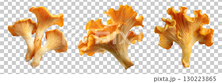 Chanterelle mushrooms isolated on transparent background for cooking and food design. 130223865