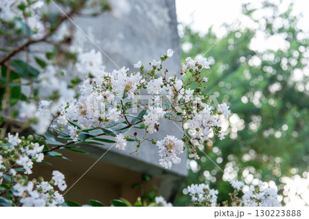 白いサルスベリの花 白いサルスベリの花 130223888