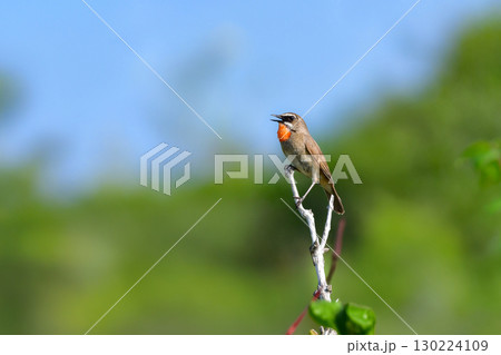 初夏の北海道の草原で見られる赤い喉が美しい草原の鳥ノゴマ 初夏の北海道の草原で見られる赤い喉が美しい草原の鳥ノゴマ 130224109