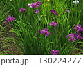 初夏の公園に咲く菖蒲 130224277