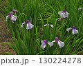 初夏の公園に咲く菖蒲 130224278