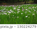 初夏の公園に咲く菖蒲 130224279