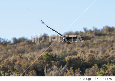 Turkey Vulture, ,planning in flight, Patagonia, Argentina Turkey Vulture, ,planning in flight, Patagonia, Argentina 130224370