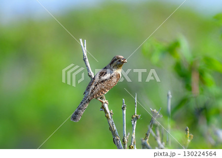 初夏から夏の北海道の草原で見ることができる迷彩色の不思議な野鳥アリスイ 初夏から夏の北海道の草原で見ることができる迷彩色の不思議な野鳥アリスイ 130224564