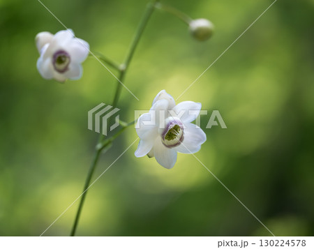 日本の夏の森の妖精レンゲショウマ 130224578