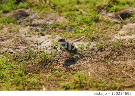 A Small Bird Standing on the Ground in Its Natural Habitat, Surrounded by Nature 130224695