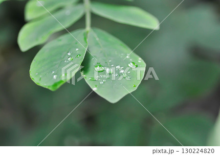 Rain tree or Samanea saman, LEGUMINOSAE MIMOSOIDEAE or Rain Tree leaf and rain droplet 130224820