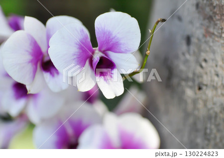 purple orchid or white and purple orchid flower, orchid or ORCHIDACEAE or dendrobium enobi or dendrobium orchid purple orchid or white and purple orchid flower, orchid or ORCHIDACEAE or dendrobium enobi or dendrobium orchid 130224823