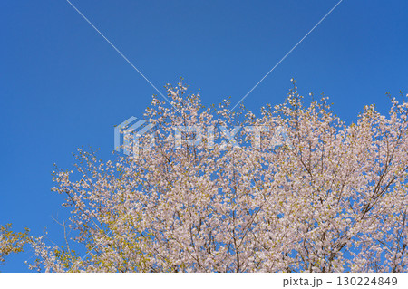 満開の山桜 青空 満開の山桜 青空 130224849